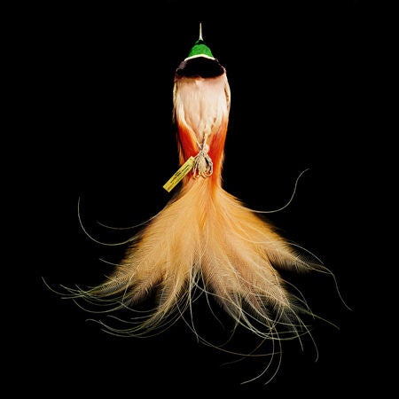 Mark Laita Color Photograph - Goldie's Bird of Paradise, 2011