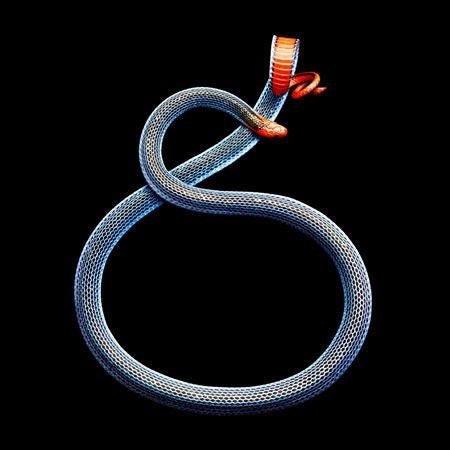 Mark Laita Color Photograph - Malayan Coral Snake, 2011