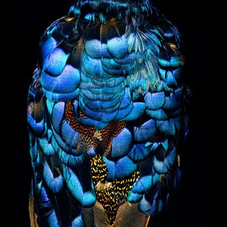 Mark Laita Color Photograph - Palawan Peacock Pheasant, 2008
