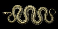 Red Tail Boa Skeleton, 2010