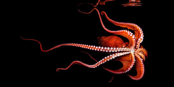 Mark Laita Color Photograph - North Pacific Giant Octopus, 2010