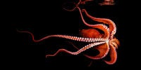 North Pacific Giant Octopus, 2010