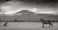 Kilimanjaro Lioness, Amboseli, 2010