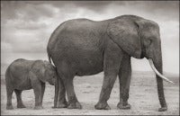 Elephant Mother with Baby at Leg, Amboseli, 2012