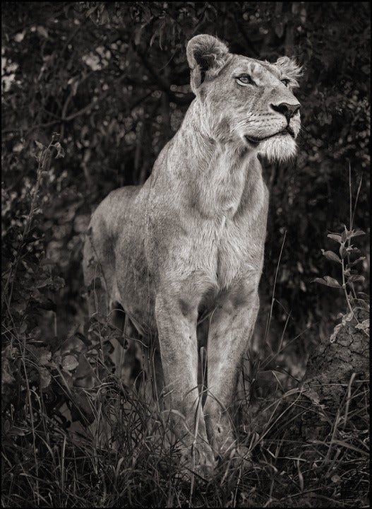 Nick Brandt Black and White Photograph - Lioness in Dark Foliage, Serengeti, 2012