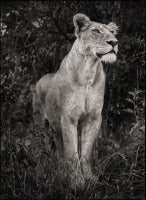 Lioness in Dark Foliage, Serengeti, 2012
