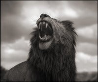 Lion Roar, Maasai Mara, 2012