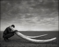 Ranger with Tusks of Killed Elephants, Amboseli, 2011