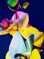Hothouse Color #646
