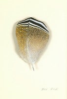 Wood Duck Feather