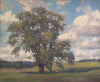 Elm Tree near Canterbury, New Hampshire