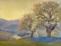 Cherry Blossoms