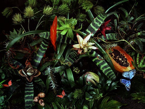 Jeff Bark Still-Life Photograph - Untitled (Host)