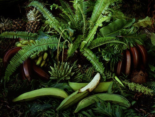 Jeff Bark Color Photograph - Untitled (Ripe)