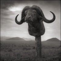 Buffalo Trophy, Chyulu Hills, Kenya
