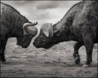 Buffalos Head to Head, Lake Nakuru