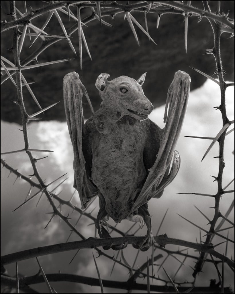 Calcified Bat II, Lake Natron - Photograph by Nick Brandt