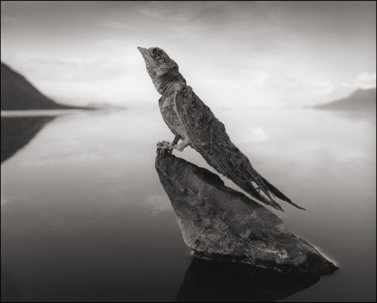 Nick Brandt Black and White Photograph - Calcified Swallow, Lake Natron
