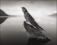 Calcified Swallow, Lake Natron