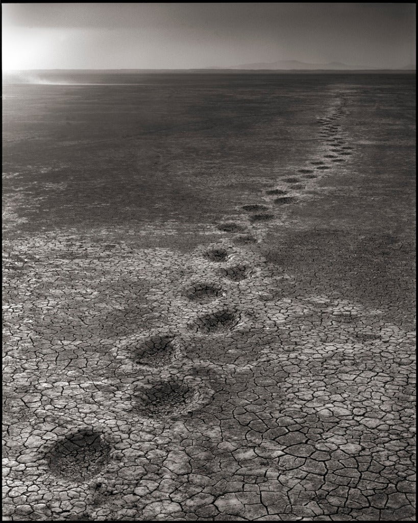 Nick Brandt Black and White Photograph - Elephant Footprints, Amboseli