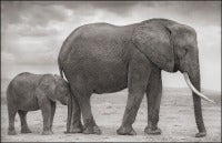 Elephant Mother with Baby at Leg, Amboseli