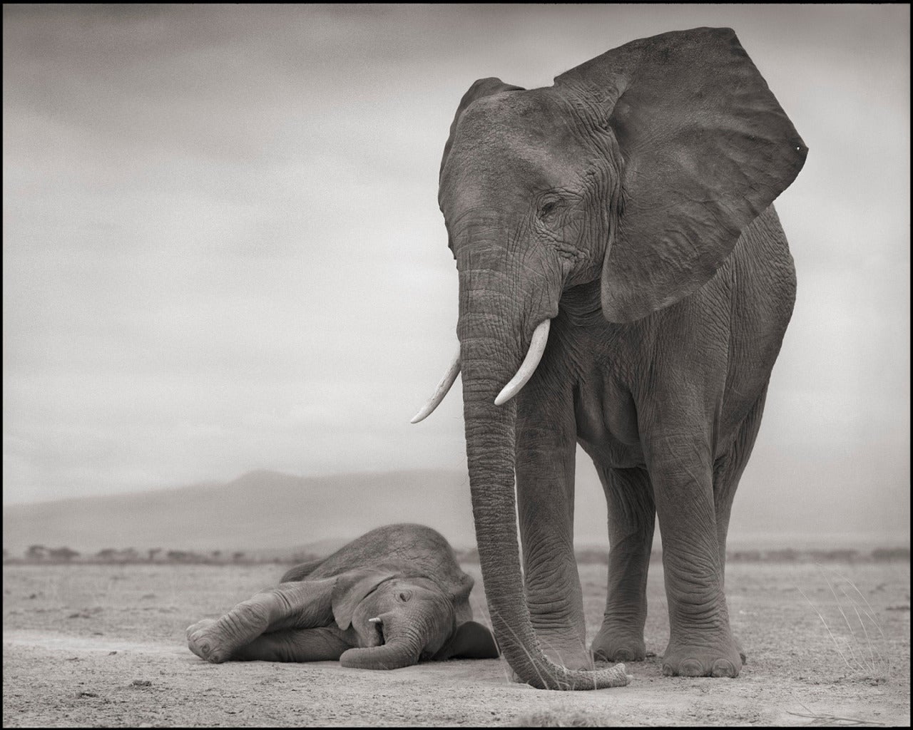 Nick Brandt Black and White Photograph - Elephant Mother & Baby Sleeping, Amboseli
