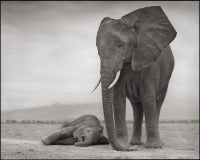 Elephant Mother & Baby Sleeping, Amboseli