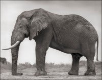 Elephant with One Tusk, Amboseli