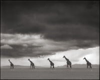 Giraffes on Lake Bed, Amboseli