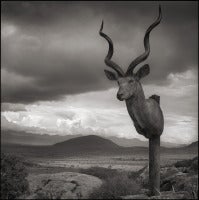 Kudu Trophy, Chyulu Hills, Kenya