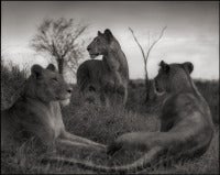 Lioness Circle, Serengeti