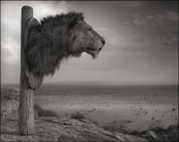 Lion Trophy, Chyulu Hills, Kenya