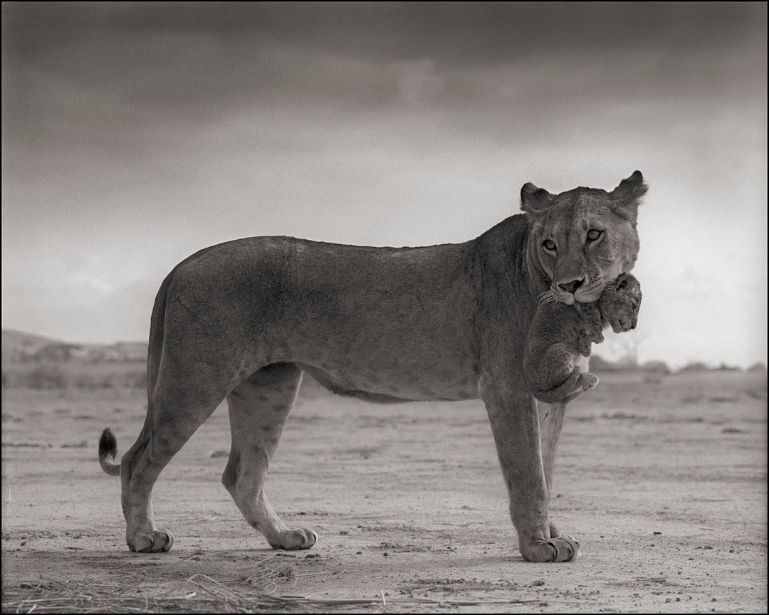 Lioness with Cub in Mouth, Amboseli - Photograph by Nick Brandt