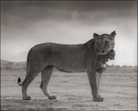 Lioness with Cub in Mouth, Amboseli