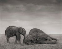 The Two Elephants, Amboseli