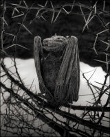 Calcified Bat, Lake Natron, 2010