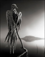 Calcified Caped Dove, Lake Natron, 2010