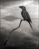 Calcified Songbird, Lake Natron, 2010