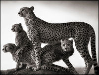 Cheetah & Cubs, Masai Mara, 2003
