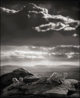 Cheetah &amp; Cubs Lying on Rock, Serengeti, 2007