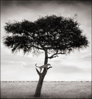 Cheetah in Tree, Masai Mara, 2003