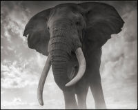 Elephant Against Sky, Amboseli, 2011
