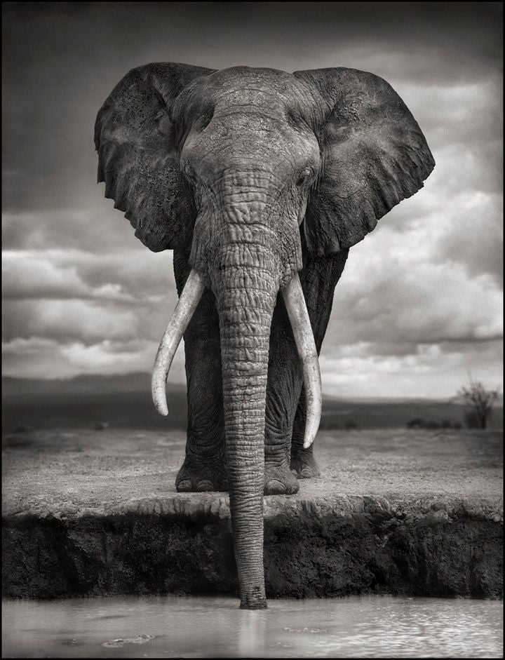 Elephant Drinking, Amboseli, 2007 - Photograph by Nick Brandt