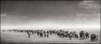 Elephant Exodus, Amboseli, 2004