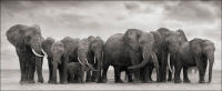 Elephant Group on Bare Earth, Amboseli, 2008
