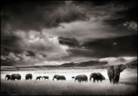 Elephant Herd, Serengeti, 2001