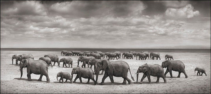 Nick Brandt Black and White Photograph - Elephant Herds Crossing Lake Bed in Sun, Amboseli, 2007