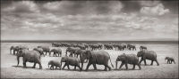 Elephant Herds Crossing Lake Bed in Sun, Amboseli, 2007