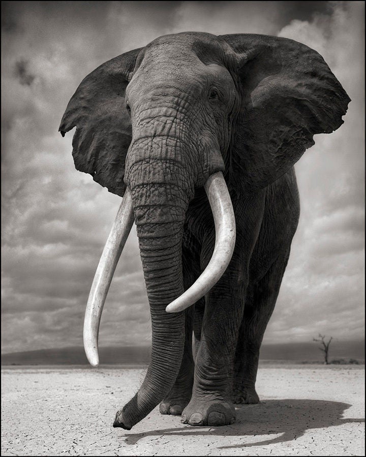 Nick Brandt Black and White Photograph - Elephant on Bare Earth, Amboseli, 2011
