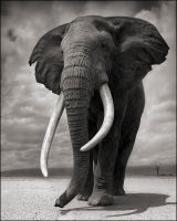 Elephant on Bare Earth, Amboseli, 2011